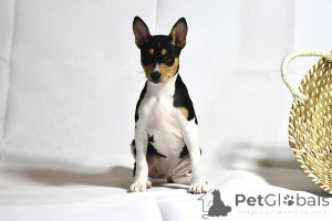 Photo №1. basenji - for sale in the city of Olsztyn | 1548$ | Announcement № 164647