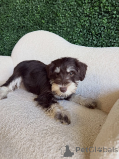 Photo №3. Smart & Friendly Mini Schnauzer Puppies for Adoption. Germany