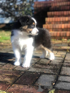Photo №2 to announcement № 170400 for the sale of australian cattle dog, australian shepherd - buy in Australia 