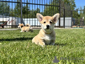 Additional photos: Pembroke Welsh Corgi puppies