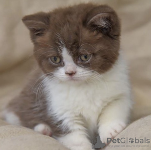 Photo №3. British shorthaircute little kitten available now for rehoming. Germany