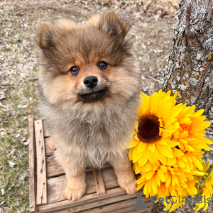 Photo №2 to announcement № 136019 for the sale of pomeranian - buy in Germany 
