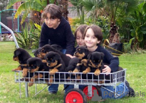 Photo №1. rottweiler - for sale in the city of Berliște | negotiated | Announcement № 97168