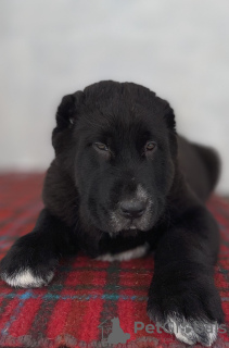 Additional photos: Alabai Central Asia Shepherd Dog Nurdzhakhan kennel