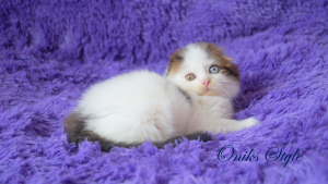 Photo №1. scottish fold - for sale in the city of Krymsk city | negotiated | Announcement № 6394