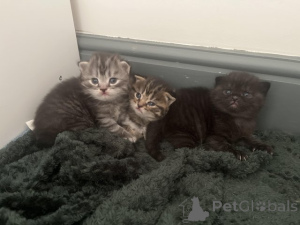 Photo №1. maine coon - for sale in the city of Dettenheim | Is free | Announcement № 145310