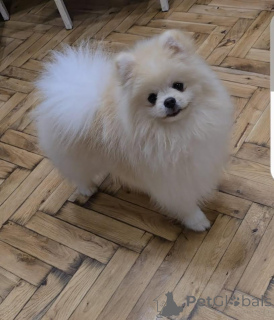 Photo №1. pomeranian - for sale in the city of Belgrade | negotiated | Announcement № 141366