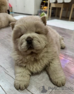 Additional photos: Amazing Chow Chow puppies,