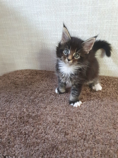 Photo №4. I will sell maine coon in the city of Petrozavodsk. from nursery - price - 455$