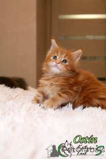Photo №4. I will sell maine coon in the city of St. Petersburg. private announcement, from nursery, breeder - price - 706$