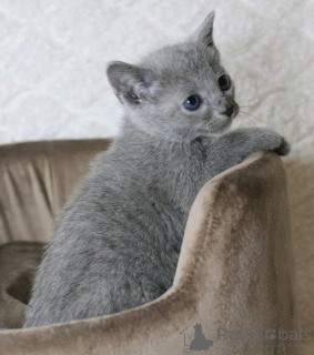Photo №3. I give male and female Russian Blue kitten. Finland
