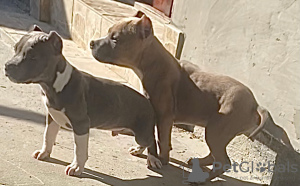 Photo №3. American bully. Russian Federation