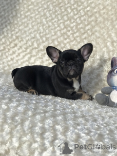 Photo №1. french bulldog - for sale in the city of Kiev | 850$ | Announcement № 7669