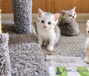 Photo №1. american bobtail - for sale in the city of Berlingrod | 361$ | Announcement № 177958