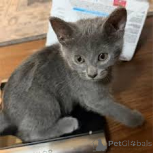 Photo №1. russian blue - for sale in the city of DOMALJEVAC | negotiated | Announcement № 173602