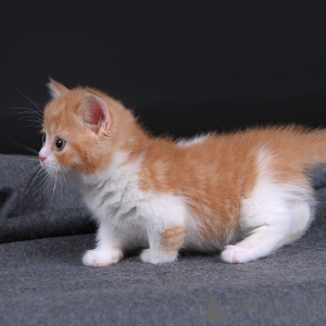 Photo №2 to announcement № 177826 for the sale of munchkin - buy in Greece 