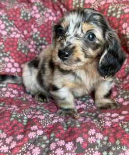 Photo №3. Beautiful Dachshund Puppies Looking for Loving Families. United Kingdom