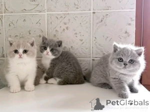 Photo №3. British Longhair kitten for adoption. Belgium