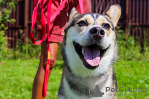 Additional photos: Asenka is a husky mix, a wonderful dog! In good hands