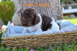 Photo №3.  Bedårende Standardpudelhvalpe til salg. Denmark