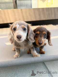 Photo №2 to announcement № 164020 for the sale of  - buy in Finland private announcement, from the shelter