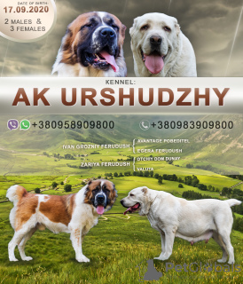 Photo №1. central asian shepherd dog - for sale in the city of Kropivnitsky | 282$ | Announcement № 7976