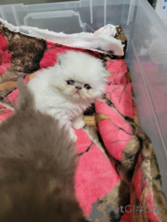 Photo №1. persian cat - for sale in the city of Dussnang | 361$ | Announcement № 178741