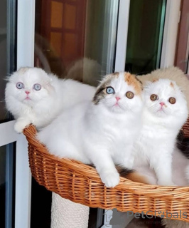 Photo №2 to announcement № 162658 for the sale of  - buy in Switzerland 