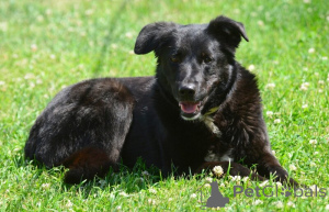 Photo №1. non-pedigree dogs - for sale in the city of St. Petersburg | Is free | Announcement № 142814