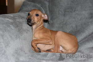 Photo №3. Italian puppies. Serbia