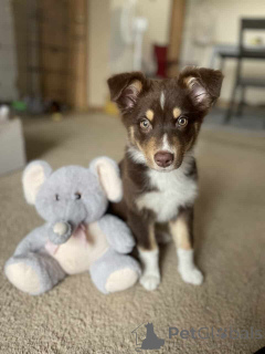 Photo №1. australian shepherd - for sale in the city of Wentorf Bei Hamburg | 847$ | Announcement № 150653