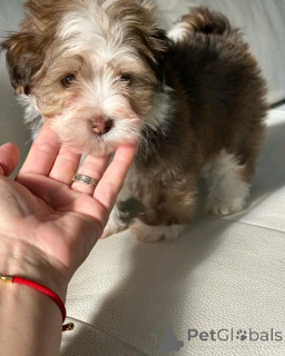 Photo №3. Havenese puppies available for adoption. United States
