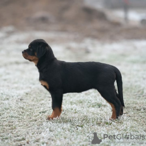 Photo №3. Rottweiler puppies for adoption. Switzerland