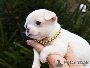 Additional photos: Chihuahua boy white and cream