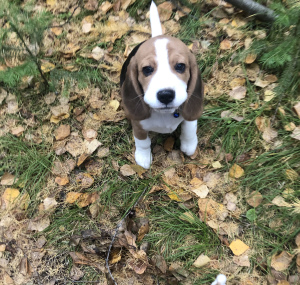 Photo №2 to announcement № 3552 for the sale of beagle - buy in Russian Federation breeder