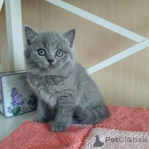 Photo №2 to announcement № 159559 for the sale of british shorthair - buy in Germany private announcement