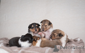 Photo №1. rough collie - for sale in the city of Kaunas | negotiated | Announcement № 28004