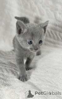 Photo №1. russian blue - for sale in the city of Mainz-Bingen | 329$ | Announcement № 151874