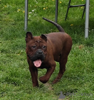 Photo №1.  - for sale in the city of Nakło Śląskie | 151$ | Announcement № 141827