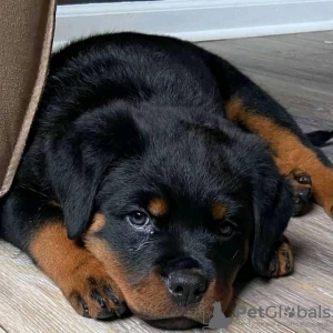 Photo №1. rottweiler - for sale in the city of Франкфурт-на-Майне | negotiated | Announcement № 20405
