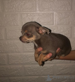 Photo №2 to announcement № 10705 for the sale of chihuahua - buy in Russian Federation breeder