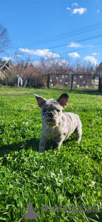 Additional photos: French Bulldog Merle Puppies