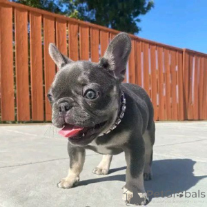 Photo №3. Beautiful Frenchie. United States
