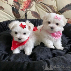 Photo №1. maltese dog - for sale in the city of Kaiserslautern | negotiated | Announcement № 175291