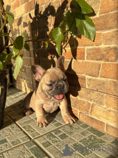 Photo №3. Purebred French Bulldog Puppies with Exceptional Temperaments. Germany