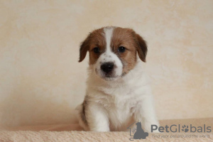 Photo №4. I will sell jack russell terrier in the city of Novorossiysk. breeder - price - negotiated