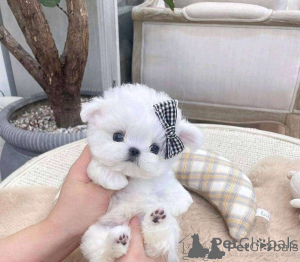 Photo №1. poodle (toy) - for sale in the city of Texas | negotiated | Announcement № 159000