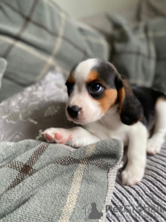 Photo №1. beagle - for sale in the city of Baienfurt | 415$ | Announcement № 8169