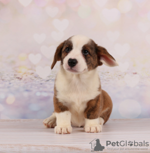 Photo №1. welsh corgi - for sale in the city of Dnipro | 887$ | Announcement № 13113