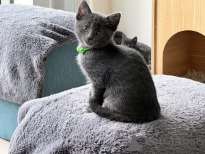 Photo №1. russian blue - for sale in the city of Helsinki | negotiated | Announcement № 89050
